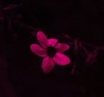 small flower - UV