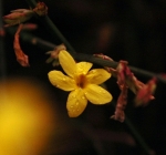 small flower - VIS